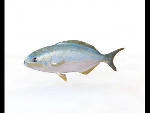 rainbow chub fish low poly 3D Model