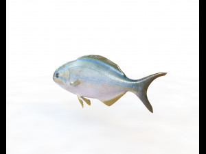 rainbow chub fish low poly Modello 3D