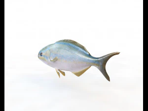 rainbow chub fish low poly 3D Model