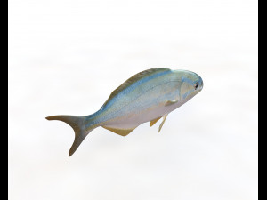 rainbow chub fish low poly Modello 3D