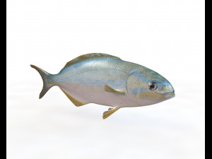 rainbow chub fish low poly Modello 3D