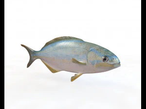 rainbow chub fish low poly 3D Model