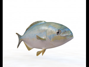 rainbow chub fish low poly Modello 3D