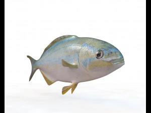rainbow chub fish low poly 3D Model