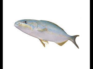 rainbow chub fish low poly Modello 3D