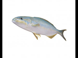 rainbow chub fish low poly 3D Model