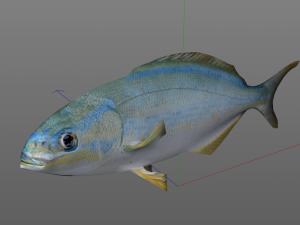 rainbow chub fish low poly Modello 3D