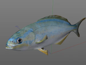 rainbow chub fish low poly 3D Model