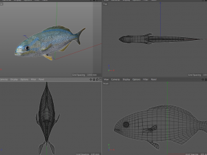 rainbow chub fish low poly Modello 3D