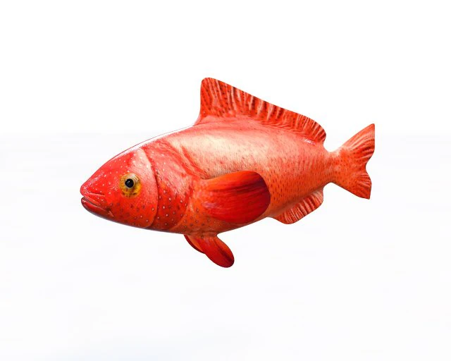 red grouper fish low poly 3D Model .c4d .max .obj .3ds .fbx .stl .blend 