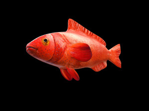 red grouper fish low poly Modelo 3D