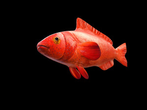 red grouper fish low poly Modelo 3D