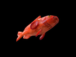 red grouper fish low poly Modelo 3D