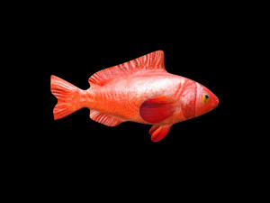 red grouper fish low poly Modelo 3D