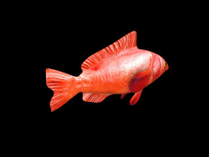 red grouper fish low poly Modelo 3D