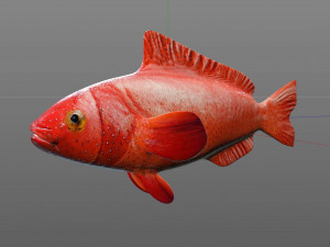 red grouper fish low poly Modelo 3D