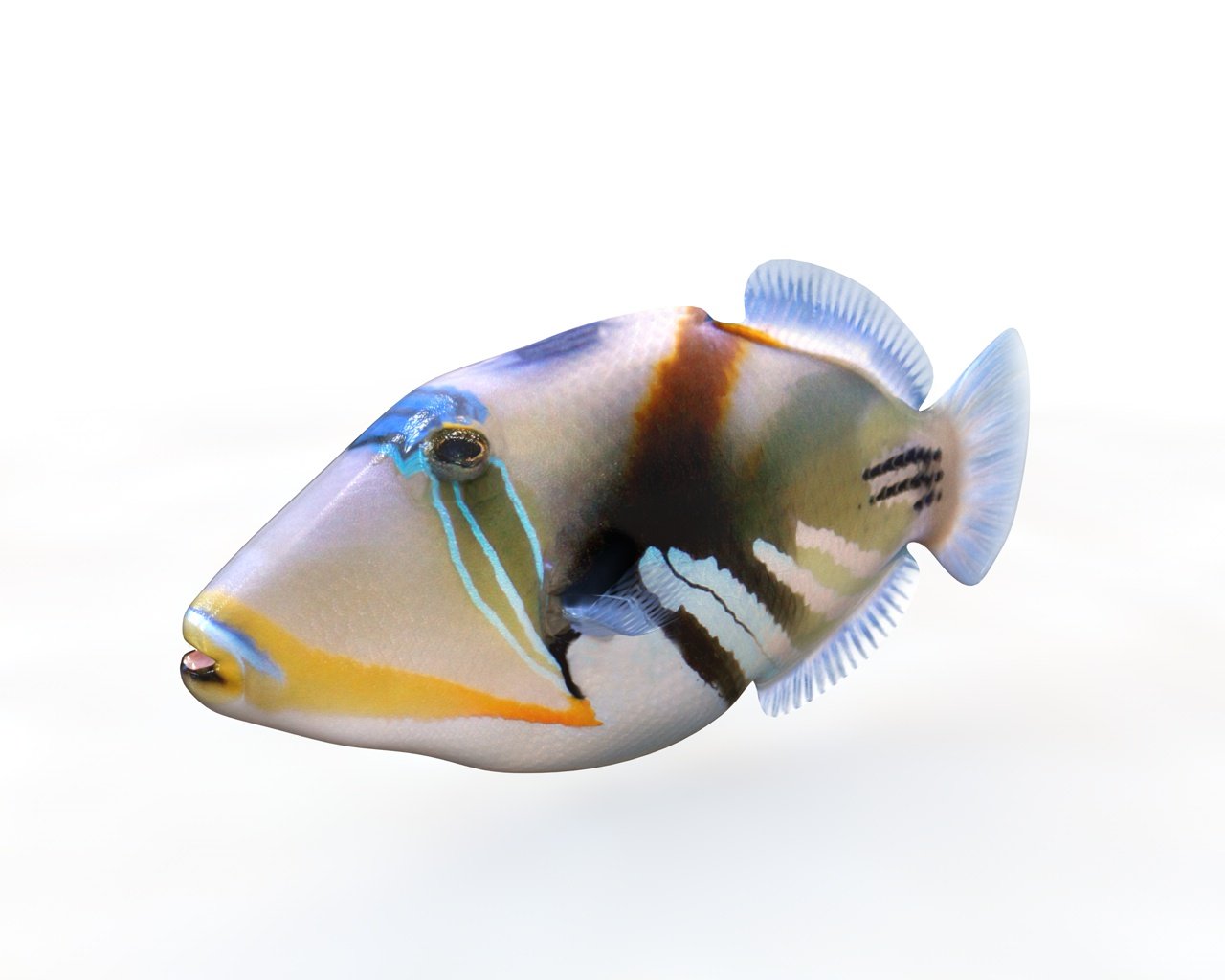 Фото Титановая рыба триггер, более 90 качественных бесплатных стоковых фото