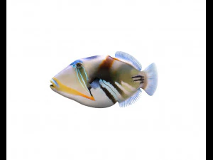 reef trigger fish low poly 3D Model
