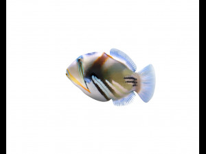 reef trigger fish low poly 3D 模型