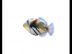 reef trigger fish low poly 3D Model