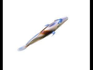 reef trigger fish low poly 3D Model