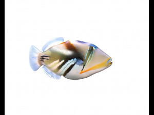 reef trigger fish low poly 3D 模型