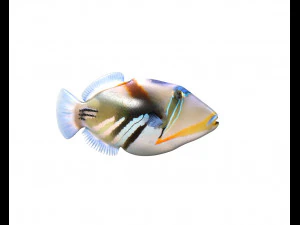 reef trigger fish low poly 3D Model