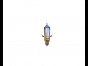 reef trigger fish low poly 3D 模型