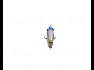 reef trigger fish low poly 3D Model