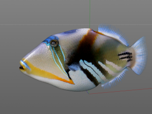 reef trigger fish low poly 3D 模型