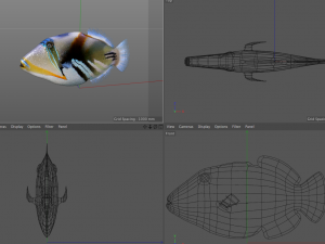 reef trigger fish low poly 3D 模型