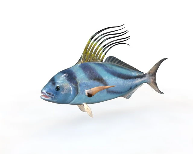 rooster fish low poly 3D Model .c4d .max .obj .3ds .fbx .stl .blend 