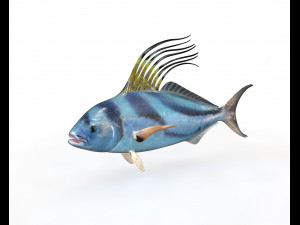 rooster fish low poly 3D Model
