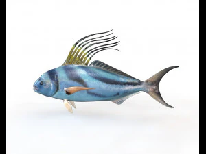 rooster fish low poly 3D Model