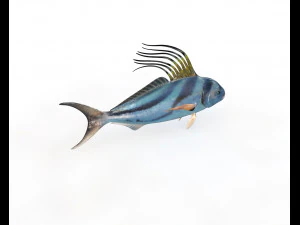 rooster fish low poly 3D Model
