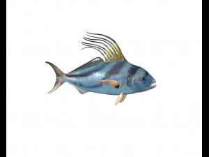 rooster fish low poly 3D Model