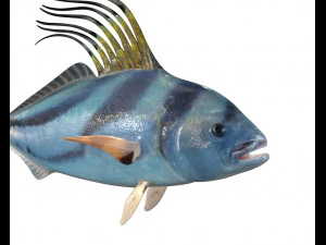 rooster fish low poly 3D Model