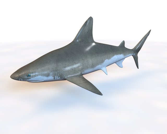 sandbar shark low poly 3D Model .c4d .max .obj .3ds .fbx .stl .blend 