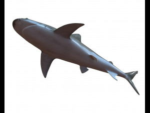 sandbar shark low poly 3D Model
