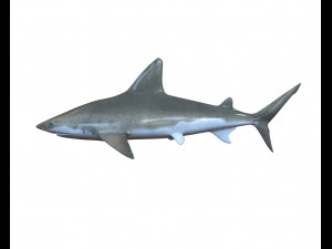 sandbar shark low poly 3D Model