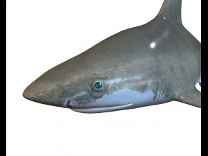 sandbar shark low poly 3D Model