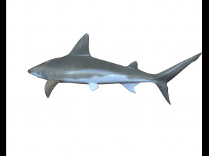 sandbar shark low poly 3D Model