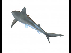 sandbar shark low poly 3D Model