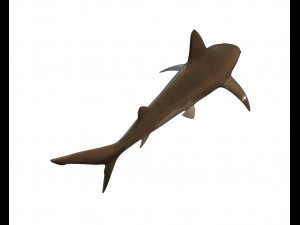 sandbar shark low poly 3D Model