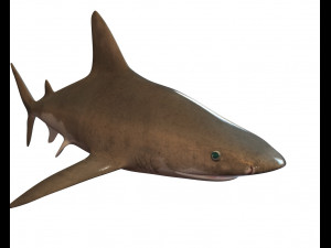sandbar shark low poly 3D Model