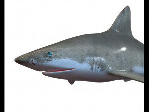 sandbar shark low poly 3D Model