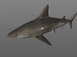sandbar shark low poly 3D Model