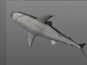 sandbar shark low poly 3D Model