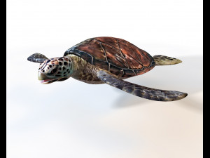 sea turtle rigged low poly 3D Model