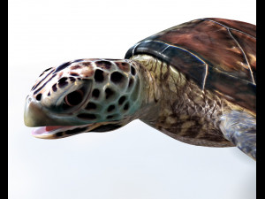sea turtle rigged low poly Modelo 3D